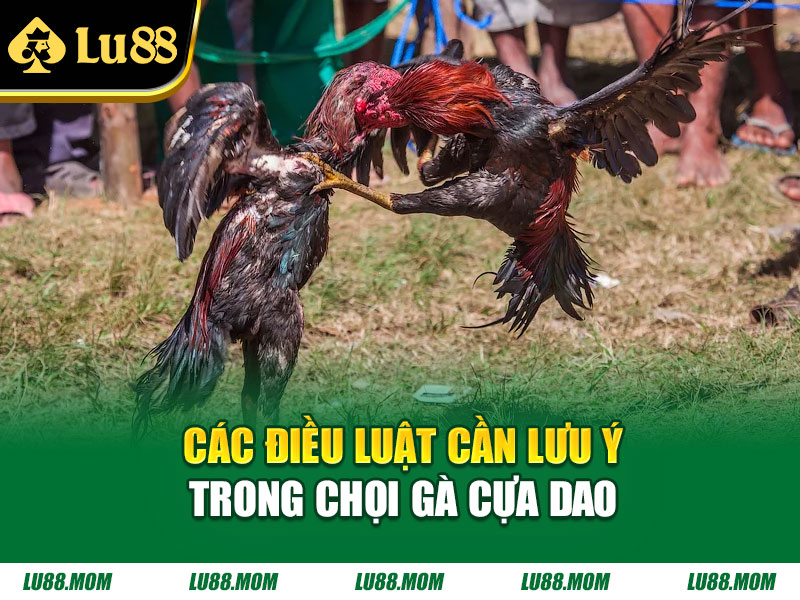 Các điều luật cần lưu ý trong chọi gà cựa dao