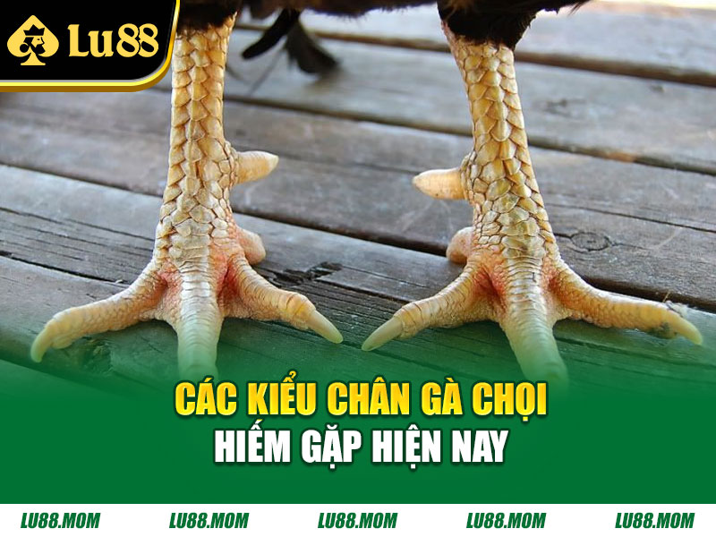 Các kiểu chân gà chọi hiếm gặp hiện nay