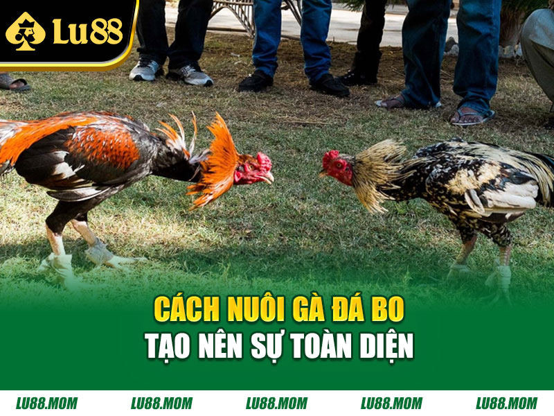 Cách nuôi gà đá bo tạo nên sự toàn diện