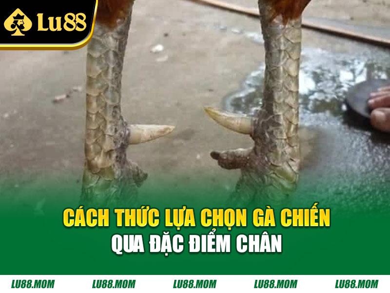 Cách thức lựa chọn gà chiến qua đặc điểm chân