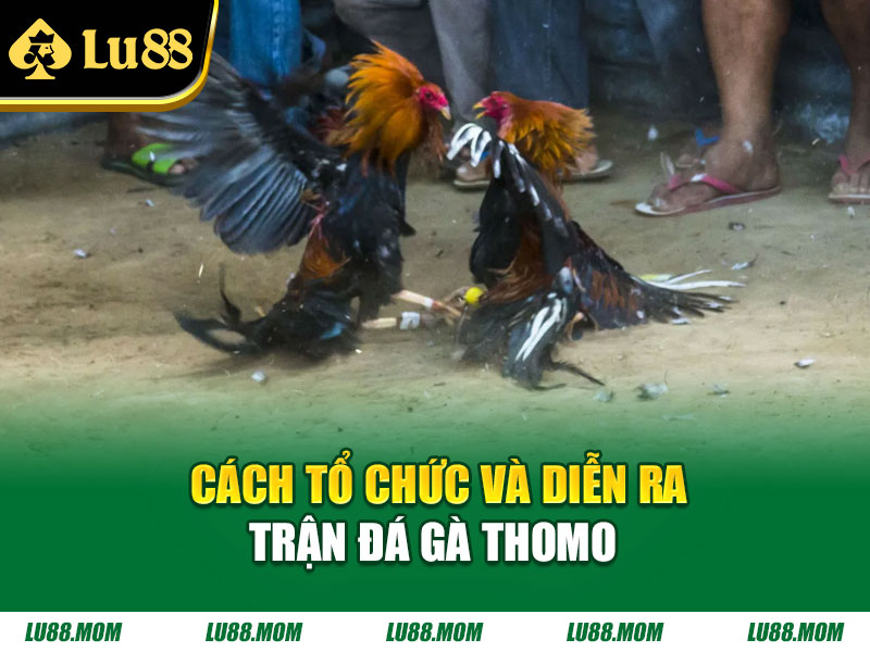 Cách tổ chức và diễn ra trận đá gà thomo