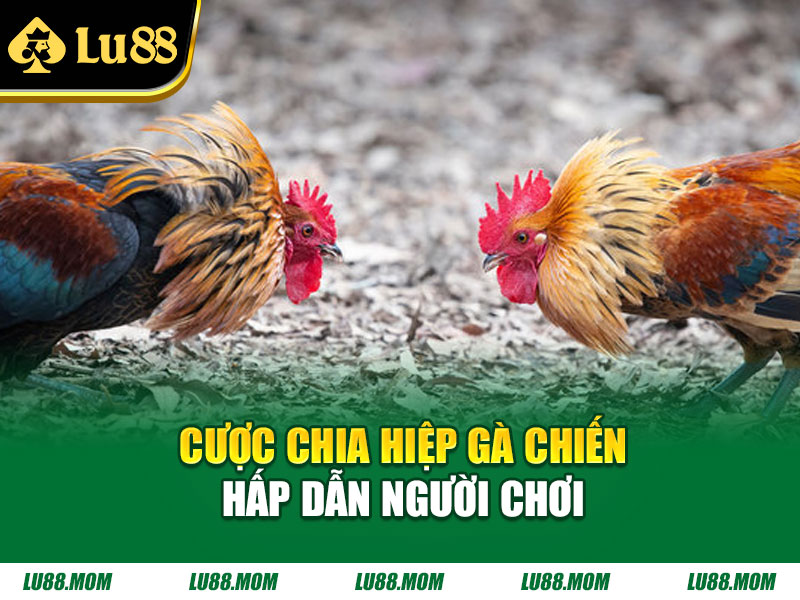 Cược chia hiệp gà chiến hấp dẫn người chơi