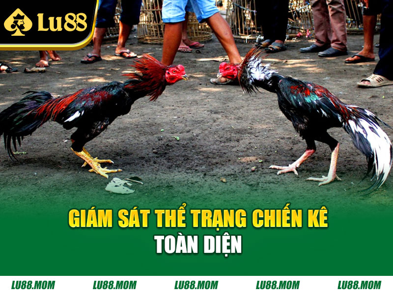 Giám sát thể trạng chiến kê toàn diện