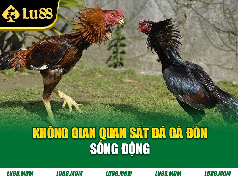 Không gian quan sát đá gà đòn sống động