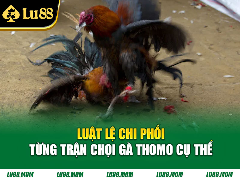 Luật lệ chi phối từng trận chọi gà thomo cụ thể