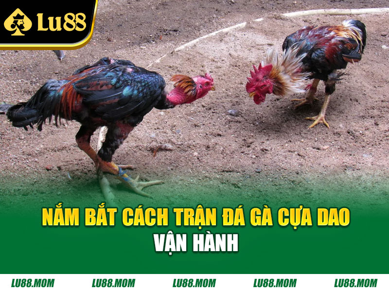 Nắm bắt cách trận đá gà cựa dao vận hành