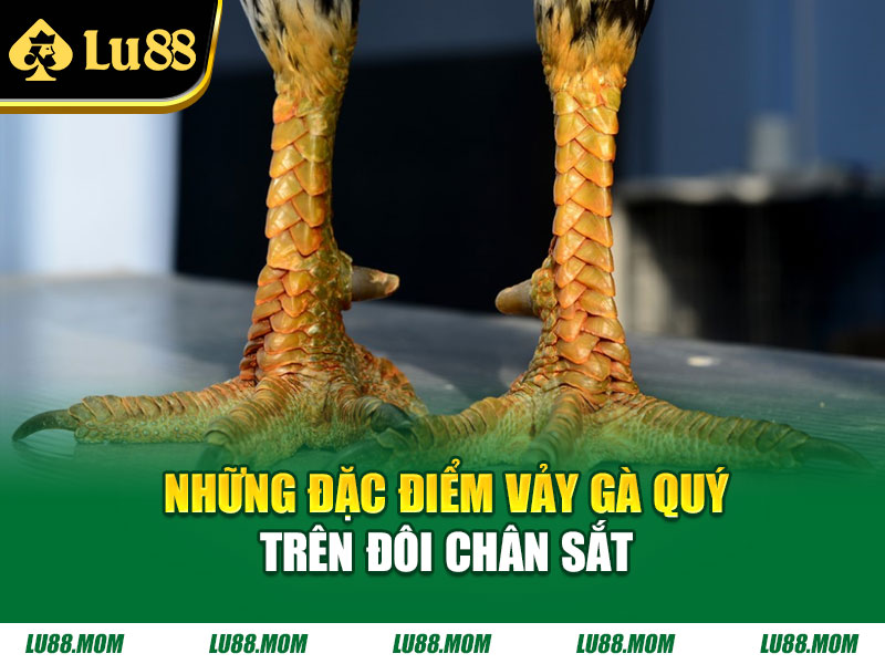 Những đặc điểm vảy gà quý trên đôi chân sắt