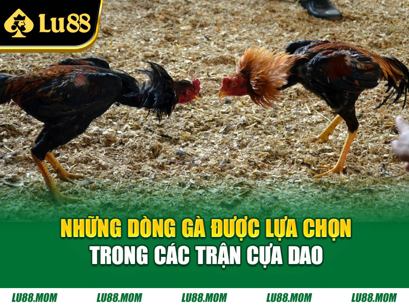 Những dòng gà được lựa chọn trong các trận cựa dao