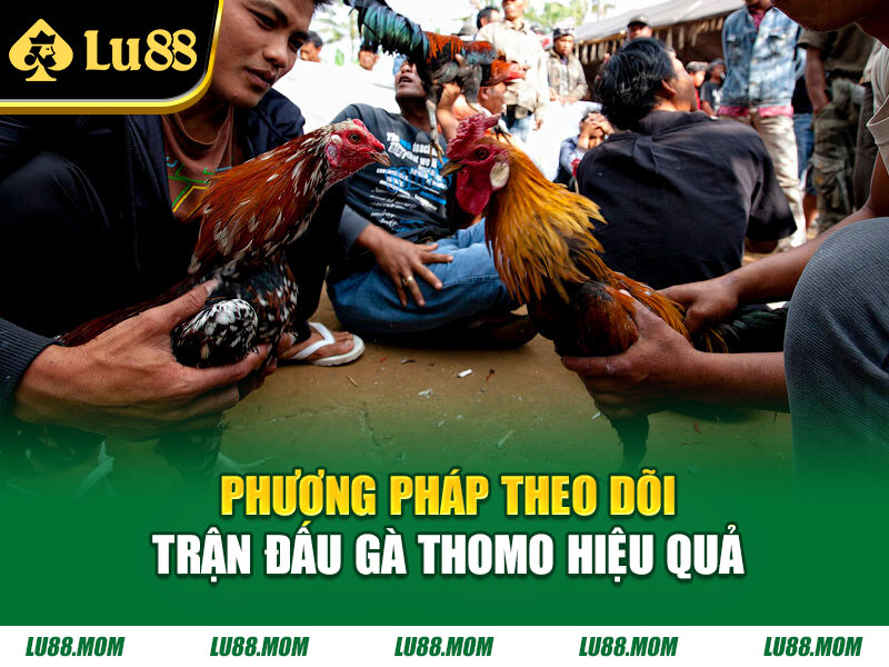 Phương pháp theo dõi trận đấu gà thomo hiệu quả