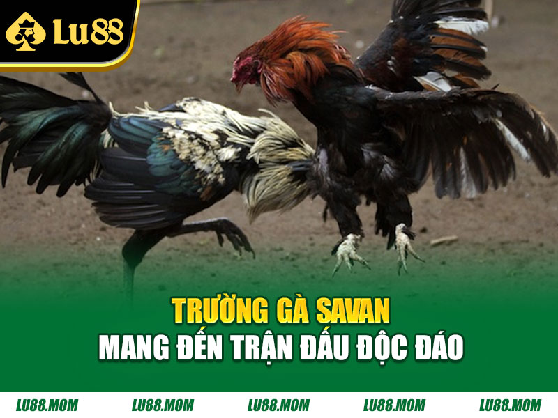 Trường gà Savan mang đến trận đấu độc đáo