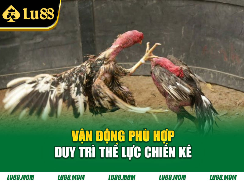 Vận động phù hợp duy trì thể lực chiến kê